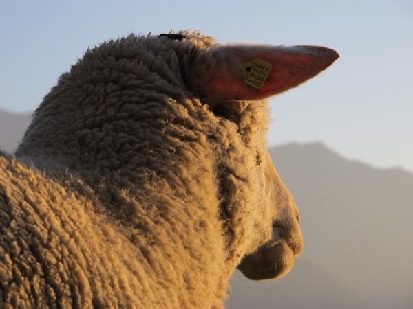 sheep evening sun lighting