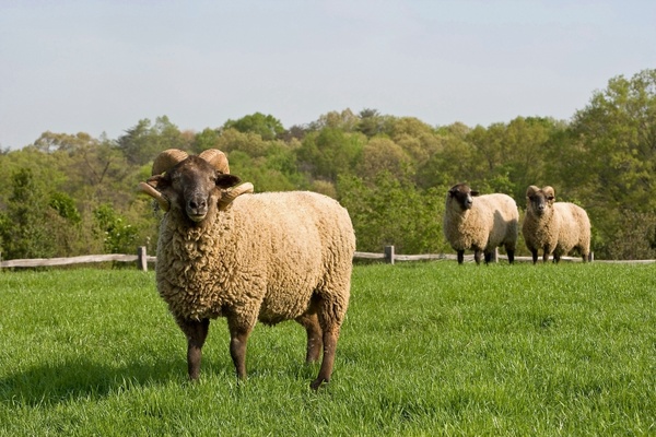 sheep farm rural