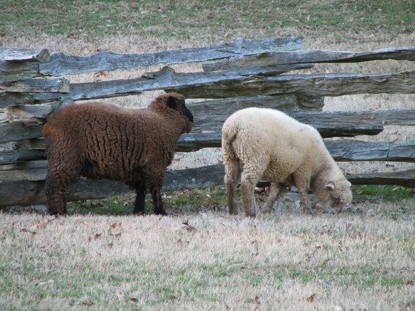 sheep flock of sheep animal