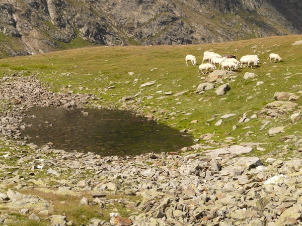 sheep flock of sheep bergsee