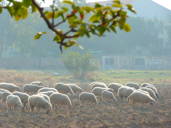 sheep flock of sheep schã¤fer