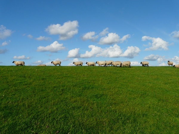 sheep flock of sheep series