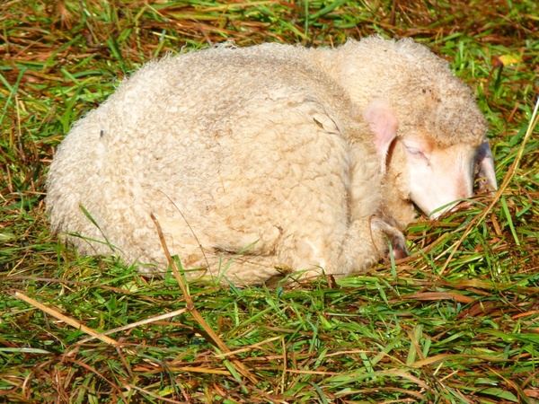 sheep fur soft