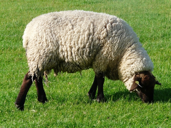 sheep graze wool