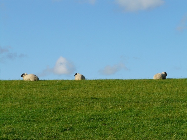 sheep group rest