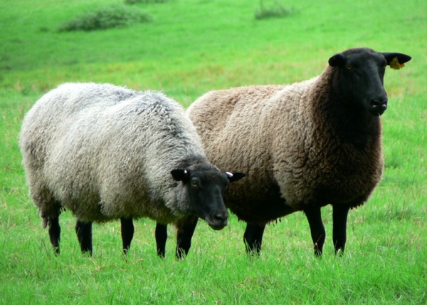 sheep herd alm
