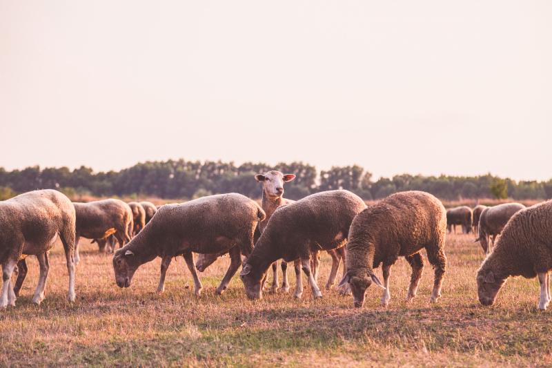 sheep herd farming picture grazing meadow scene 