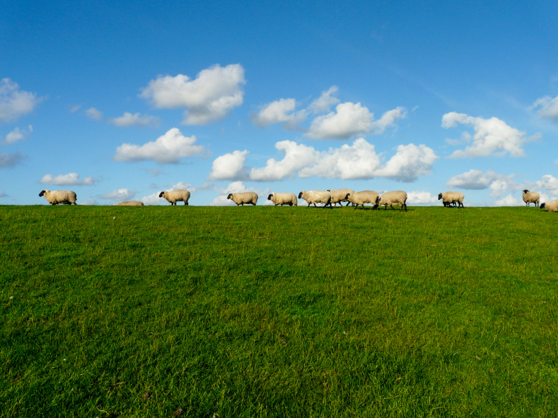 sheep herd picture elegant bright realistic 