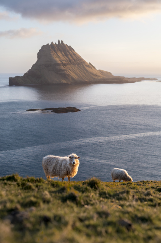 sheep herd picture elegant realistic sea scene 