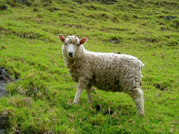 sheep in a green pasture 