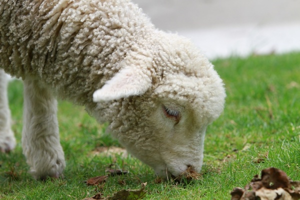 sheep lamb new zealand
