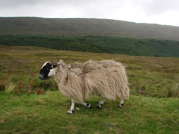 sheep livestock scotland