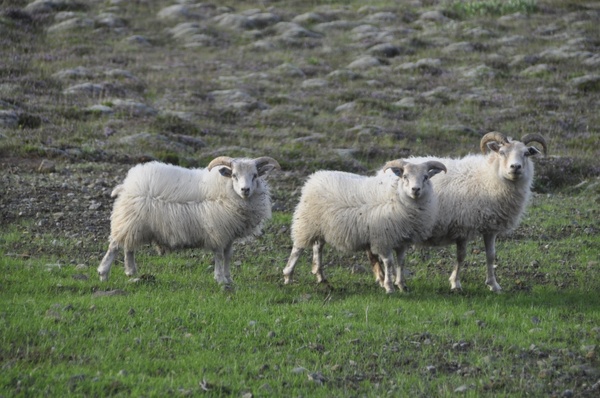 sheep pasture animals