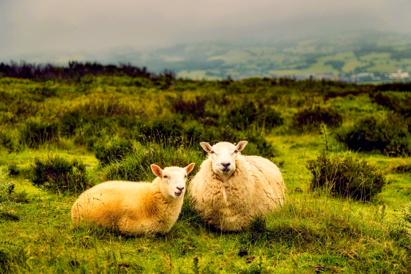 sheep pasture picture cute realistic 