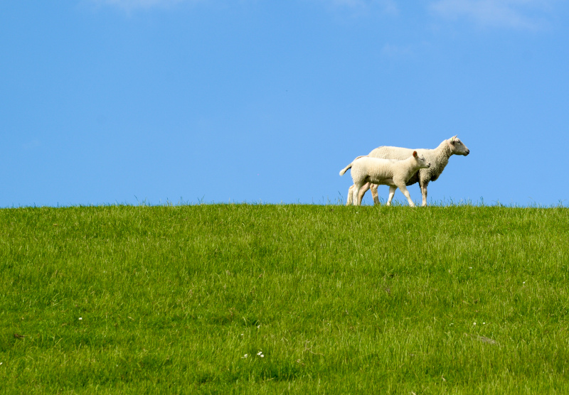sheep pasture picture modern bright realistic 