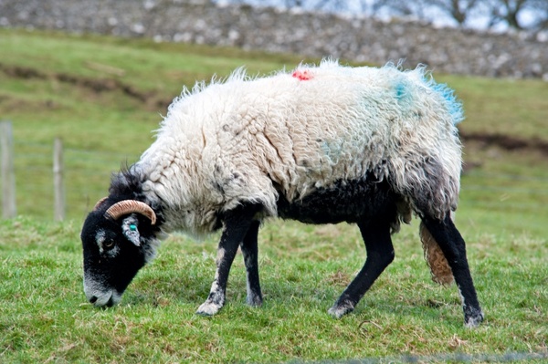 sheep pets farm