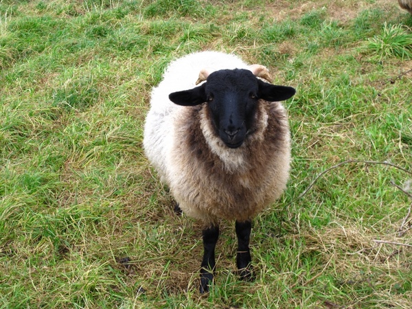 sheep pets wool