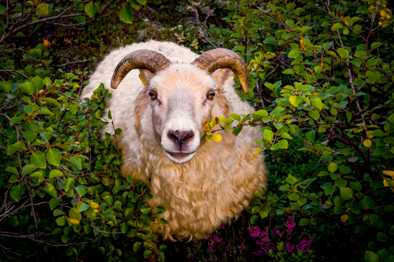sheep picture contrast realistic 