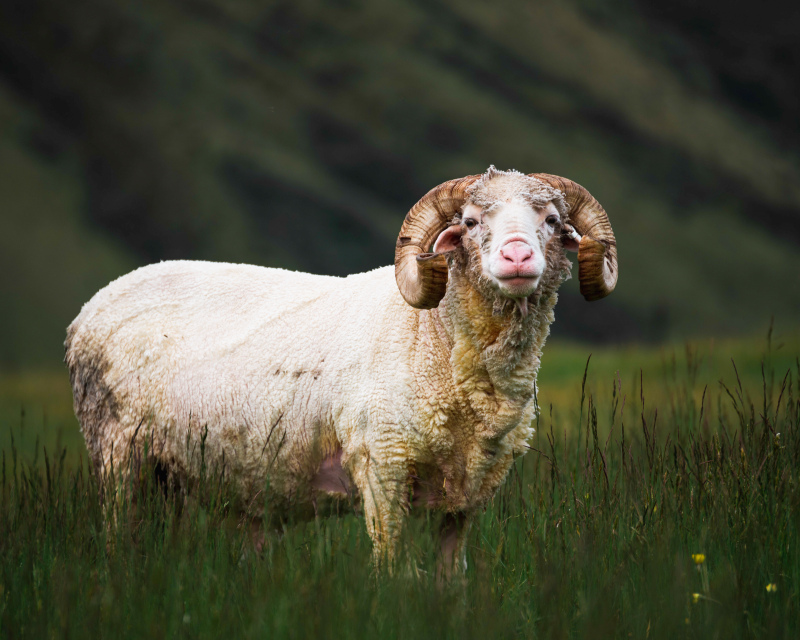 sheep picture elegant cute realistic 