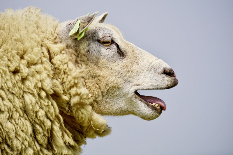 sheep picture elegant face closeup 