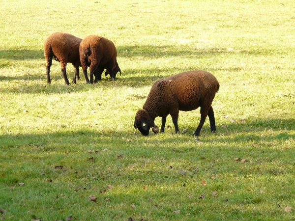 sheep schwarzbraunes bergschaf jura sheep