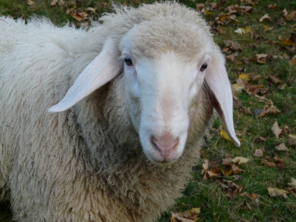 sheep sheep face face