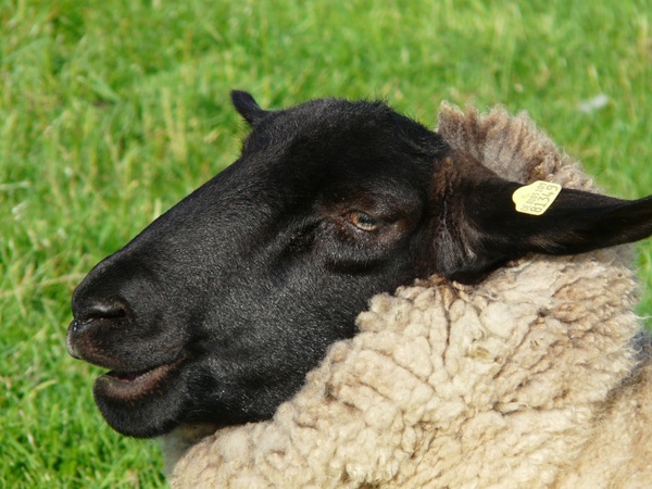 sheepshead face sheep