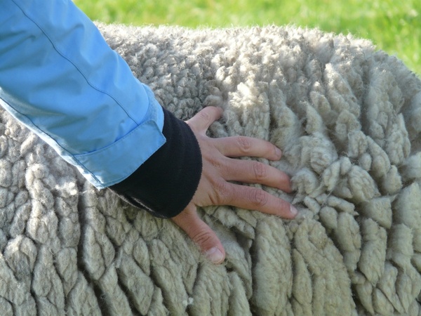 sheepskin fur sheep's wool