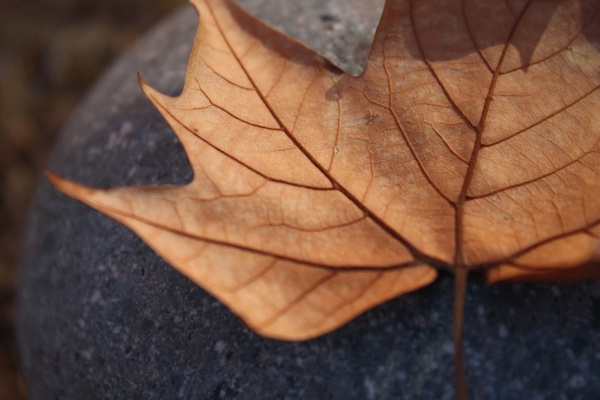 sheet autumn dry leaf
