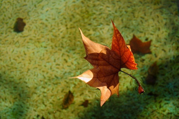 sheet autumn dry leaf