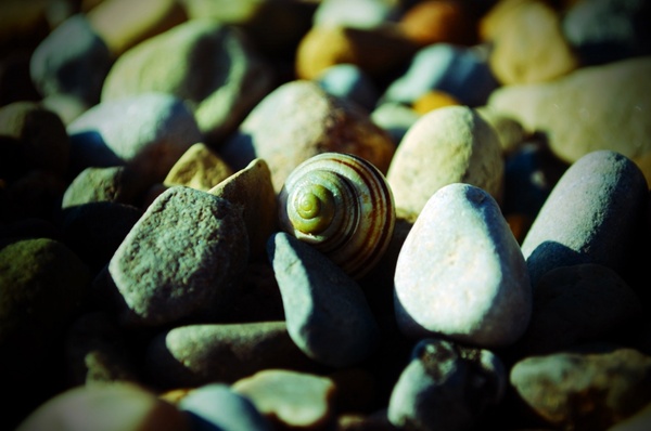 shell and stones