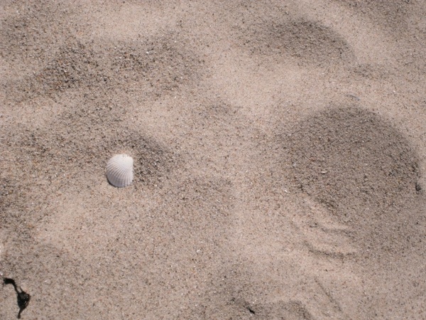 shell beach sand 