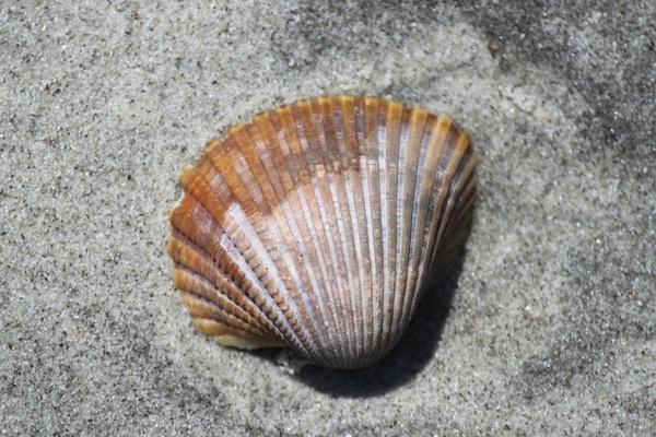 shell beach sand