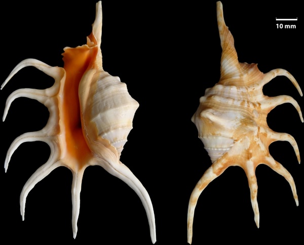 shell knobbed conch lambis crocata