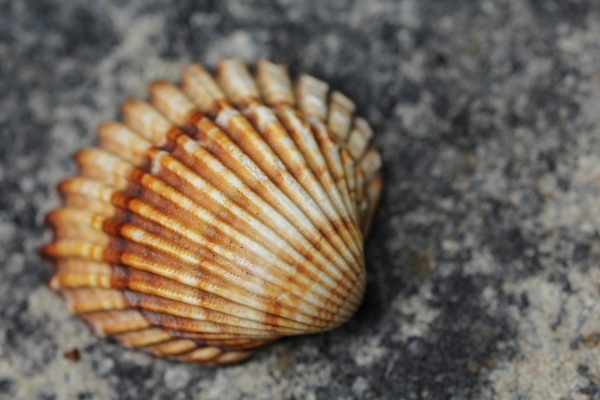 shell see sea