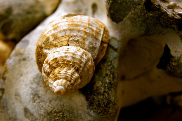 shell snail beach