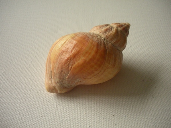 shell snail shell whelk