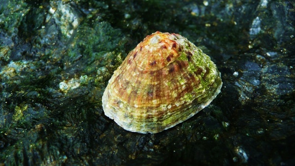 shells on a rock
