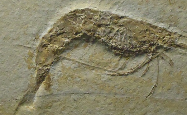 shrimp fossil 