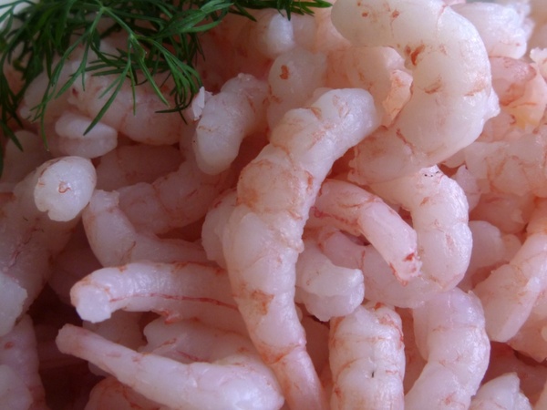 shrimp seafood fish