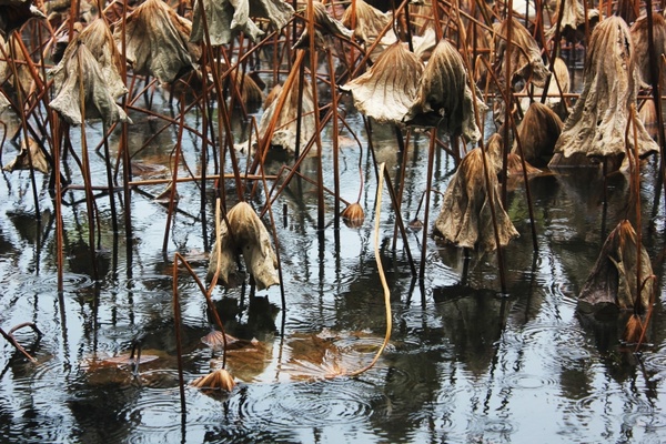 shriveled lotus leaf pond