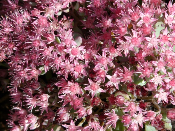 siebold stonecrop flower pink