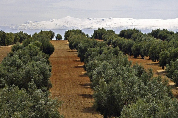 sierra nevada snow caped olive tree