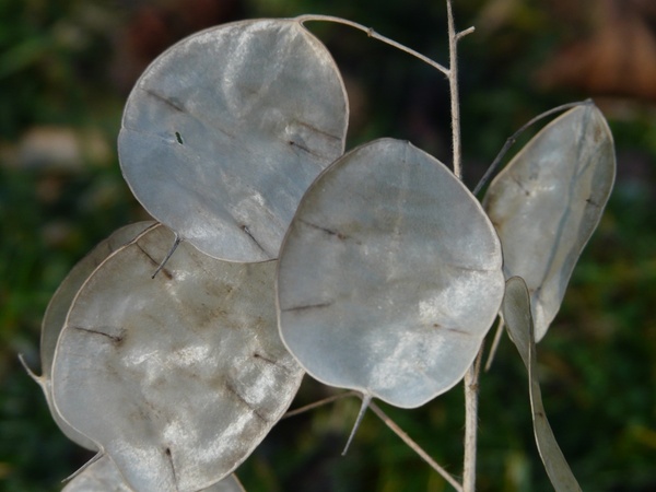 silberling one year silver leaf 
