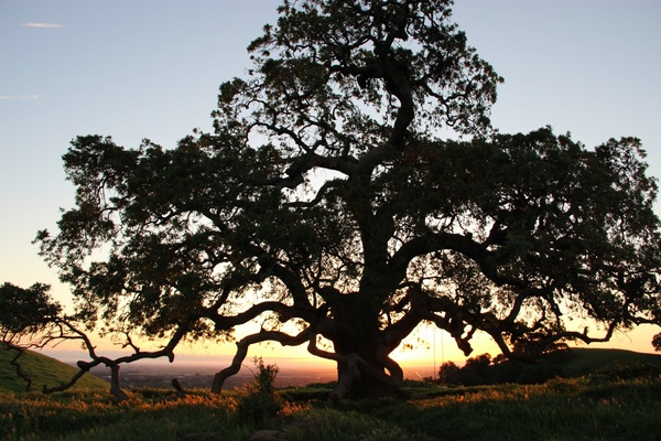 silhouette of oak tree at sunrise