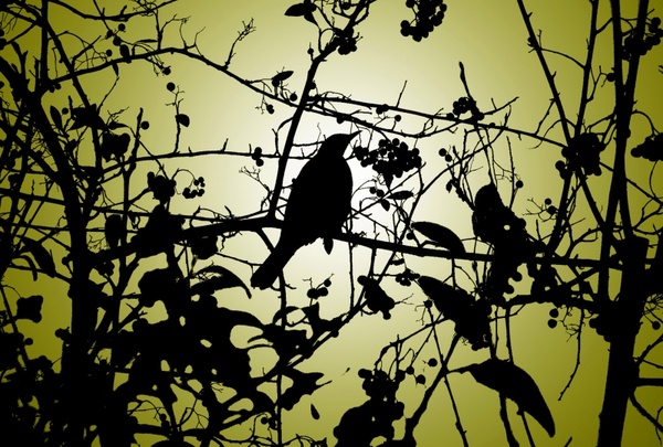 silhouette of the bird