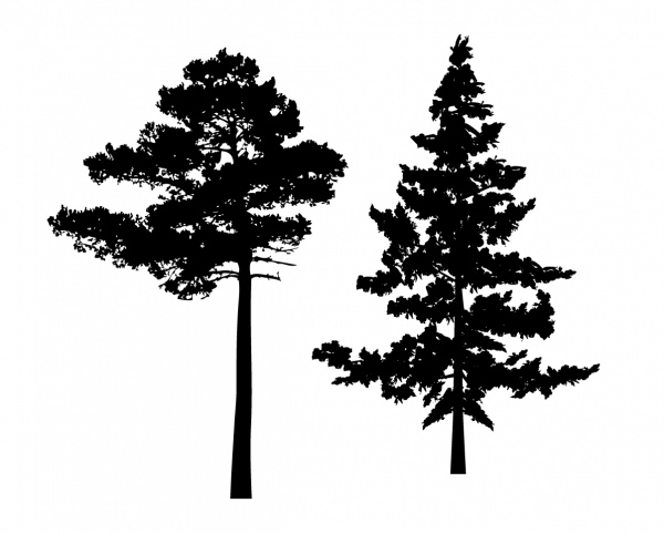 silhouette pine tree