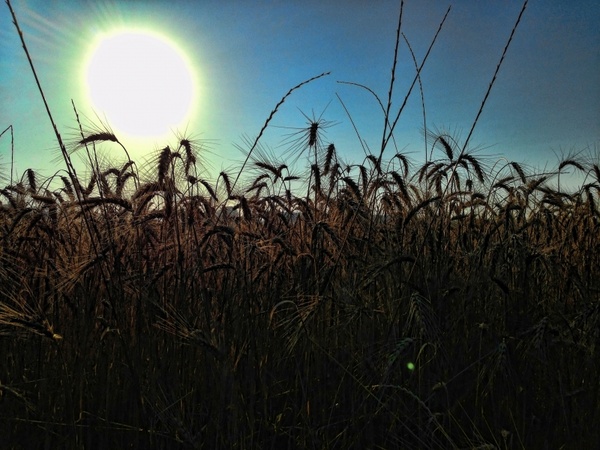 silhouette wheat field