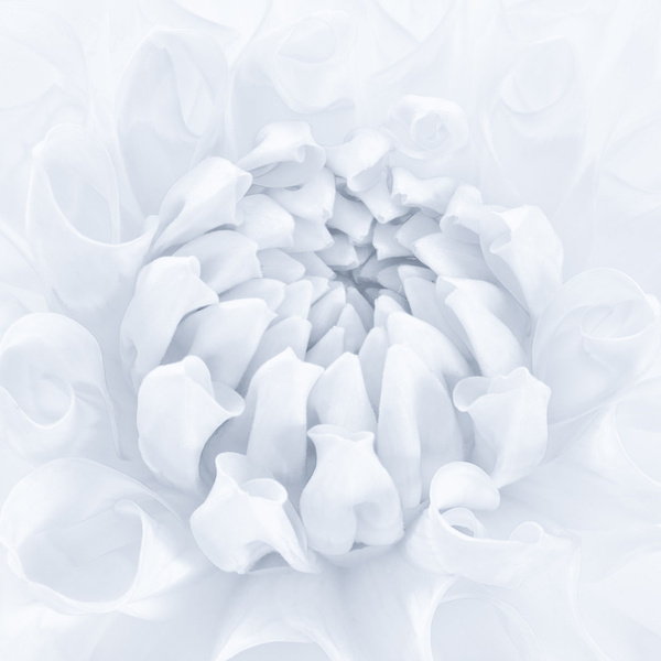 silver dahlia