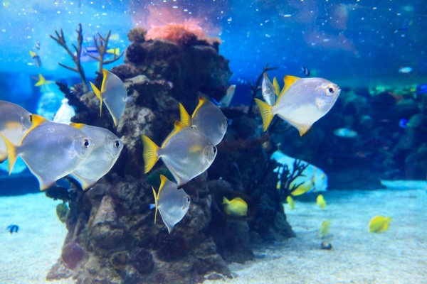 silver fish underwater